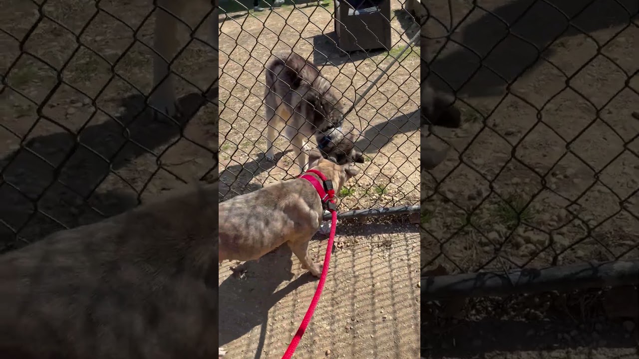 Enlarge Dorathena, a Adoptable Mixed Breed in Philadelphia, PA video 5/5