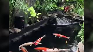 preview picture of video 'Tukang Kolam di Gresik Kota|Jasa kolam Gresik'