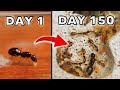 SIMULATING AN ANT COLONY FOR 150 DAYS! | SUGAR ANTS
