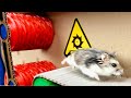 🐹Amazing Hamster Maze with Traps 😱[OBSTACLE COURSE]😱 + BONUS