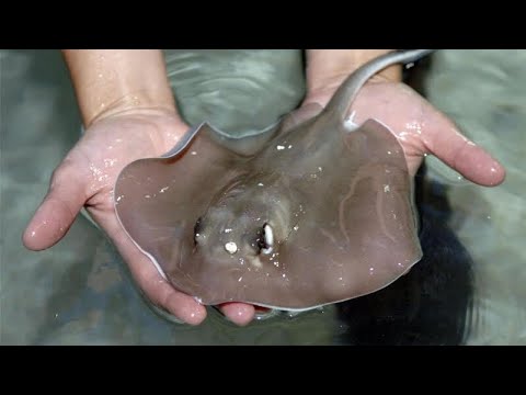 BABY STING RAY For My AQUARIUM!! (TRAPS Food)