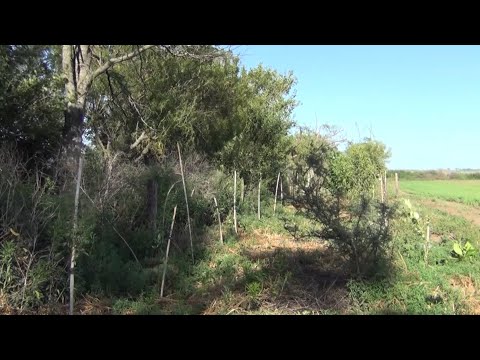 Proyecto de bosque sintrópico en periurbano de Benjamín Gould (Cba.)