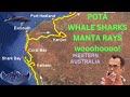 Rugged Outback Australia DX Ham Radio POTA Whale Sharks And Manta Rays