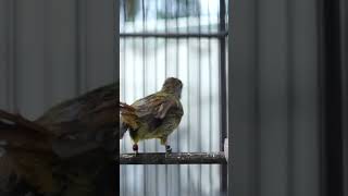 Download lagu Kapas Tembak Gacor Ngeplong – Ampuh Pancing Burung Muda Bunyi mp3