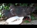 Ultra Fur The Pigeon Dance