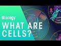 What Are Cells Cells Biology FuseSchool