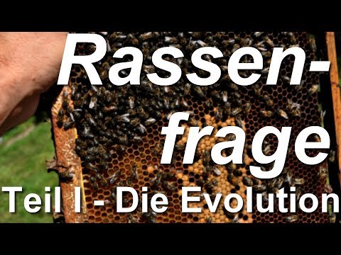 Artenvielfalt der Honigbienen Teil I Die Evolution der Bienen - Biodiversity of Honeybees -