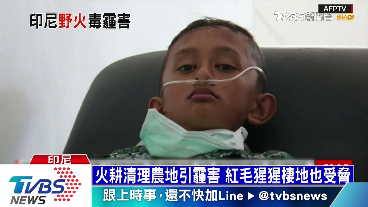 印尼雨林野火生霾害 棕櫚油業最大禍首