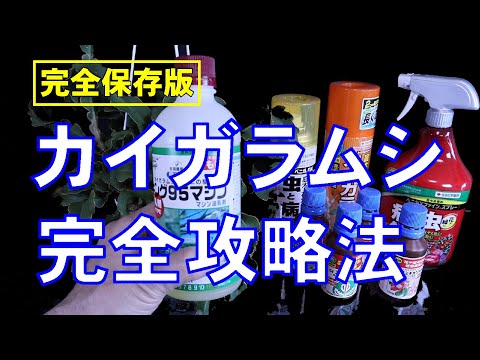 蘭のコナカイガラムシを駆除するにはどうすればよいですか?それらを永久に除去するための5つの自然な治療法  庭園
