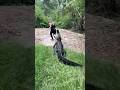 Gator Chases Gabby Gator Alligator Animals Dangerous