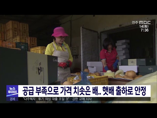 공급 부족으로 가격 치솟은 배 햇배 출하로 안정