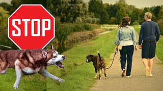 No More Barking at Dogs on Leash
