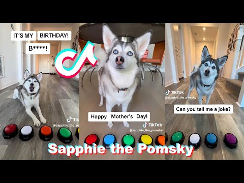 * NEW *Sapphie the Pomsky Funny Dog TikTok Videos Compilation 2023 #2