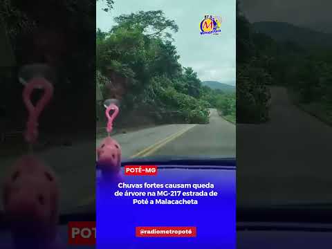 CHUVA FORTE CAUSA QUEDA DE ÁRVORES NA MG-217 ESTRADA DE POTÉ A MALACACHETA