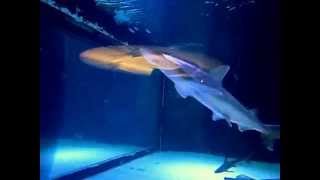 preview picture of video 'Antalya sea aquarium (Морской аквариум в Анталии)'