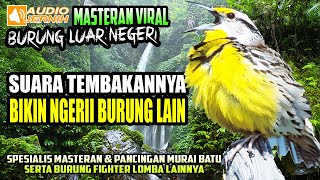 Download lagu SUARA MASTERAN BURUNG LUAR NEGERI PART 1 COCOK UNT... mp3