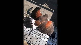 Download lagu Pengendali Merpati Liar Di Perkotaan #shortvideo #faktaunik #burung mp3