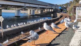 浜名湖佐久米駅のゆりかもめ