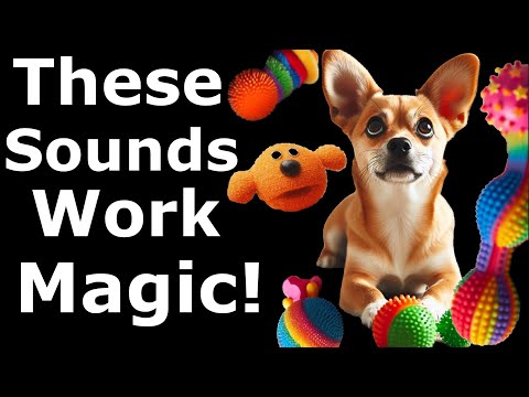 Best Squeaky Toys for Dogs | Sound Effects of Squeaky Toy on Dogs