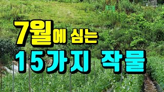 7월에 심는 텃밭작물 15가지 / 아직 늦지 않았어요