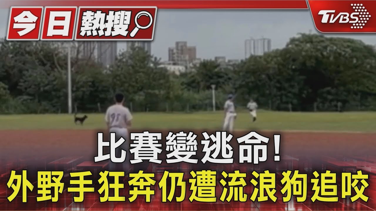 狗群闖入棒球場狂追人!外野手遭咬傷 球員持棒驅趕