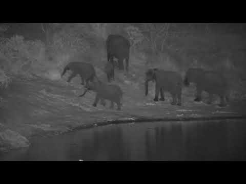 Djuma: One Elephant gives foot nudge to Blacksmith Lapwing sitting on nest - 18:27 - 09/10/2023