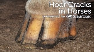 Hoof Cracks in Horses