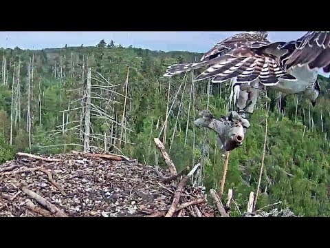 Kalakotkas2~Nice size Fish for Nele ~1:42 PM 2019/09/08