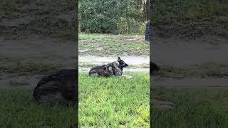 A nice morning for the girls to enjoy! #dog #germanshepherd #farmlife #ahorts