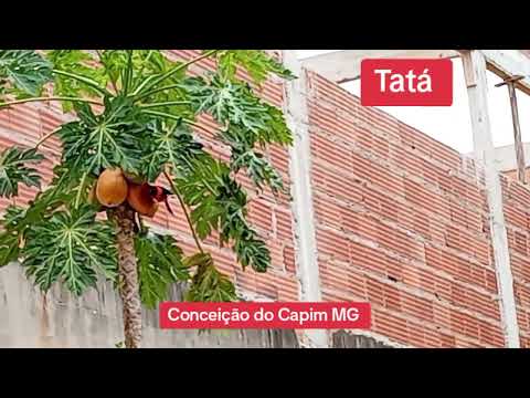 Tatá: Conceição do Capim Minas Gerais 