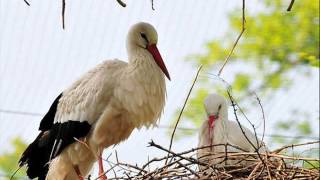 Bociek (piosenka i klekotanie)