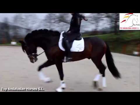 CODE [15] YOUNG ANDALUSIAN HORSE FOR DRESSAGE ARENAS