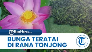 Bunga Teratai di Danau Rana Tonjong NTT Akhirnya Mekar Lagi pada Bulan Oktober Setelah 23 Tahun