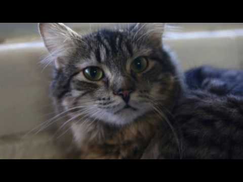 Maverick, Moe and Tyrone at Home 'Fur' Good