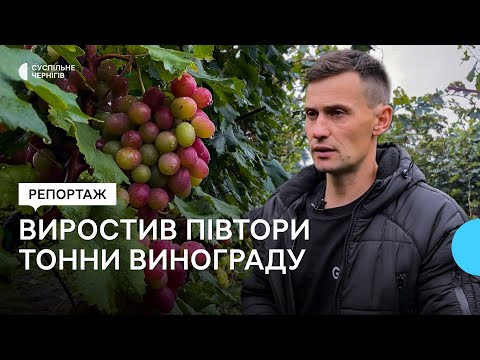 На Чернігівщині чоловік виростив понад півтори тонни винограду 0