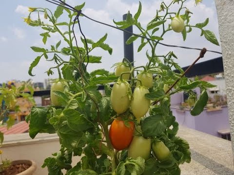 image-What are small Roma tomatoes called?