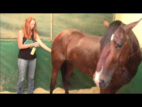 Wild Mustang Challenge Results Extreme Mustang Makeover 2017 (Pt. 13 of 14)