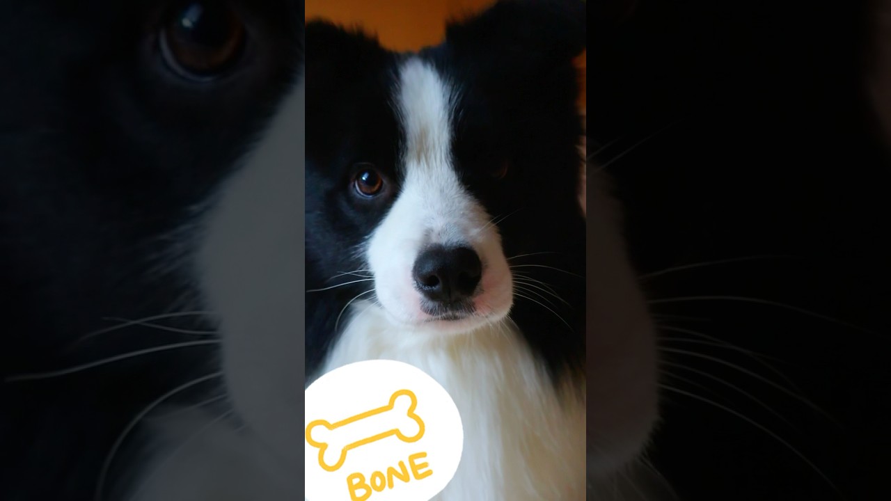 とても可愛い‼︎ボーダーコリー‼#shorts #かわいい犬 #ボーダーコリー #かわいい