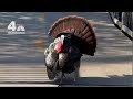 Wild Turkey Attacks People on DC Trail | NBC4 Washington - NBC Washington Wild Turkey Attacks People on DC Trail | NBC4 Washington