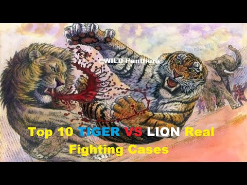 Tiger VS Lion Top 10 Real Fight Incident - Lion VS Tiger Real Fighting Cases