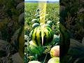 Youtube Short Video