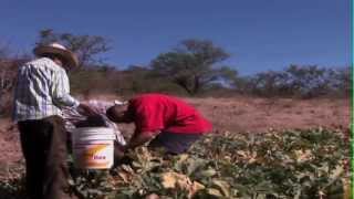 preview picture of video 'Autonomía Alimentaria en Santiago Yucuyachi'