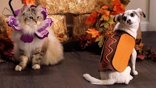 DIY Pet Costumes in 15 Minutes or Less // Presented by BuzzFeed & GEICO