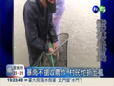 雲林元長"泡水" 村民下田抓土虱