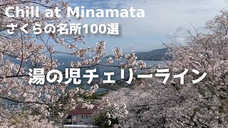 水俣市チェリーライン　日本さくら名所100選