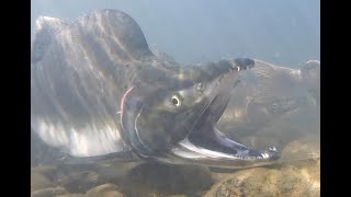 C) Pink salmon spawning in the Sultan River, Sept 19, 2025