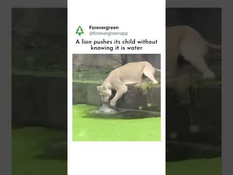 Lion Accidently Pushes Its Cub into Water