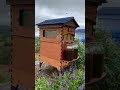 Flow Office honey harvest  🐝🍯