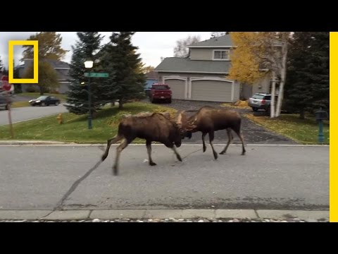 Two moose fighting in a quiet suburb in Alaska Two moose fighting in a quiet suburb in Alaska