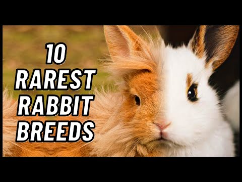 , title : 'The 10 Rarest Rabbit Breeds'